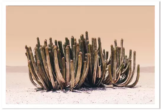 Cactus ciel pêche - affiche cactus