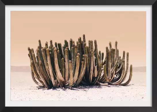 Cactus ciel pêche - affiche cactus