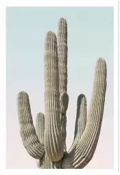 Saguaro - affiche cactus