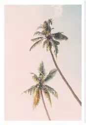 Tropical palms - affiche botanique palmier
