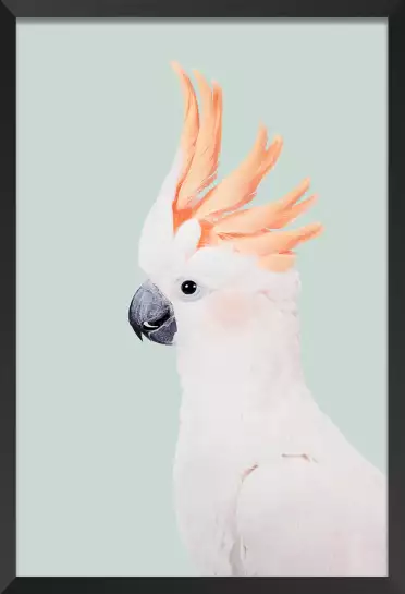 Cockatoo - affiche perroquet