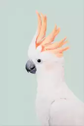 Cockatoo - affiche perroquet