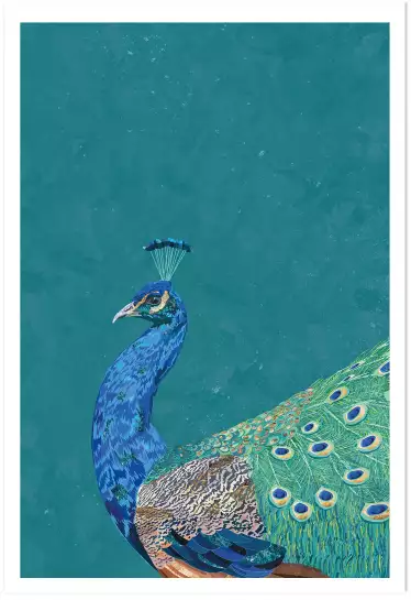 Paon turquoise - affiche oiseaux tropicaux