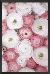 Ranunculus pink - affiche de fleurs