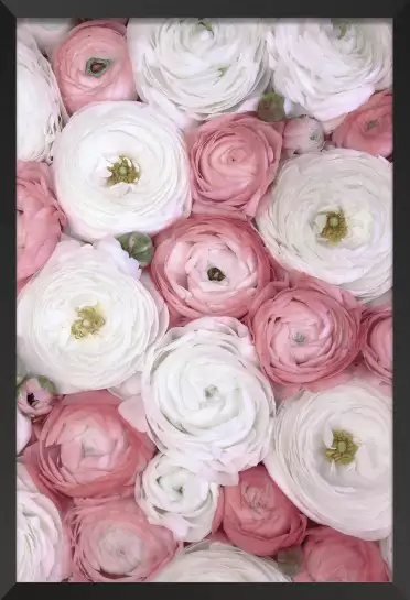 Ranunculus pink - affiche de fleurs