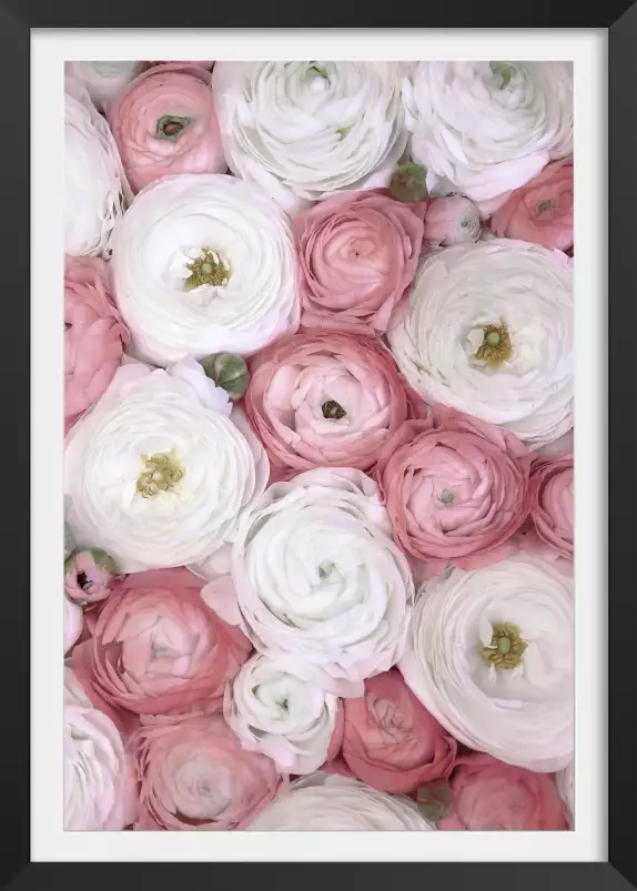 Ranunculus pink - affiche de fleurs