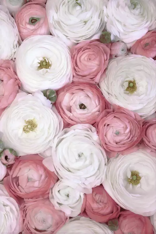 Ranunculus pink - affiche de fleurs