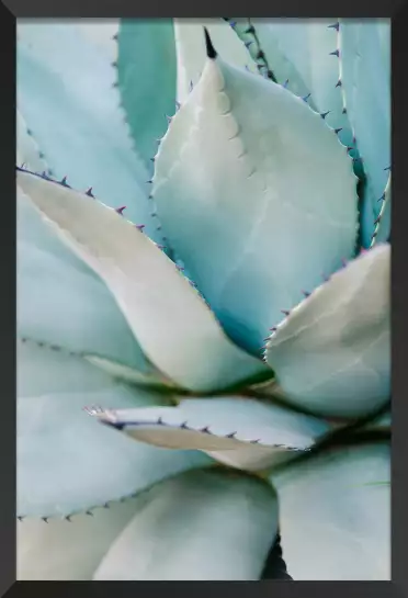Vert succulent - affiche cactus