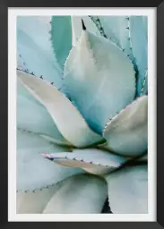 Vert succulent - affiche cactus