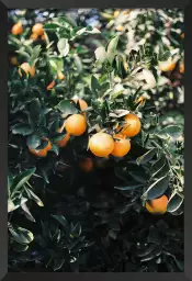 Oranges de Marrakech - affiche plantes