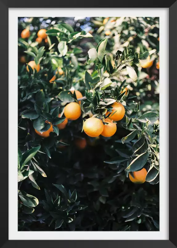 Oranges de Marrakech - affiche plantes