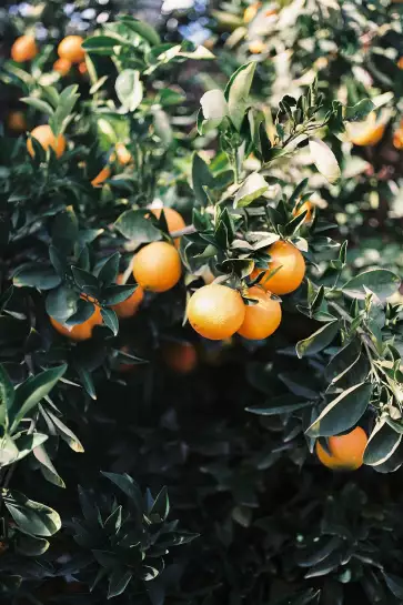 Oranges de Marrakech - affiche plantes