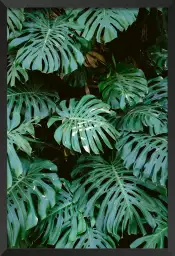 Mur de Monstera - affiche feuille