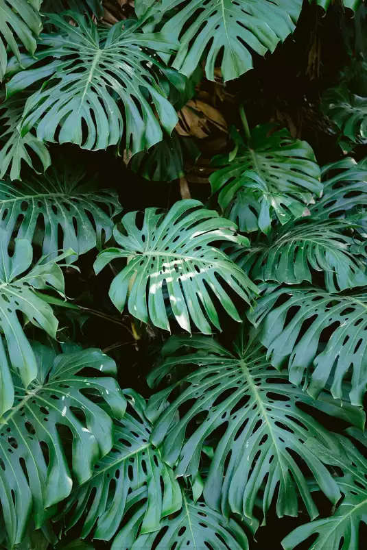 Mur de Monstera - affiche feuille