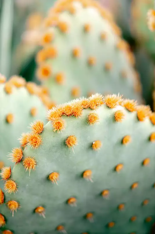 Orange et vert botanique - affiche cactus