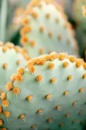 Orange et vert botanique - affiche cactus