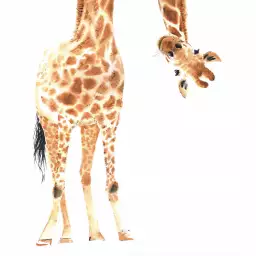 Coucou de girafe - affiche enfant