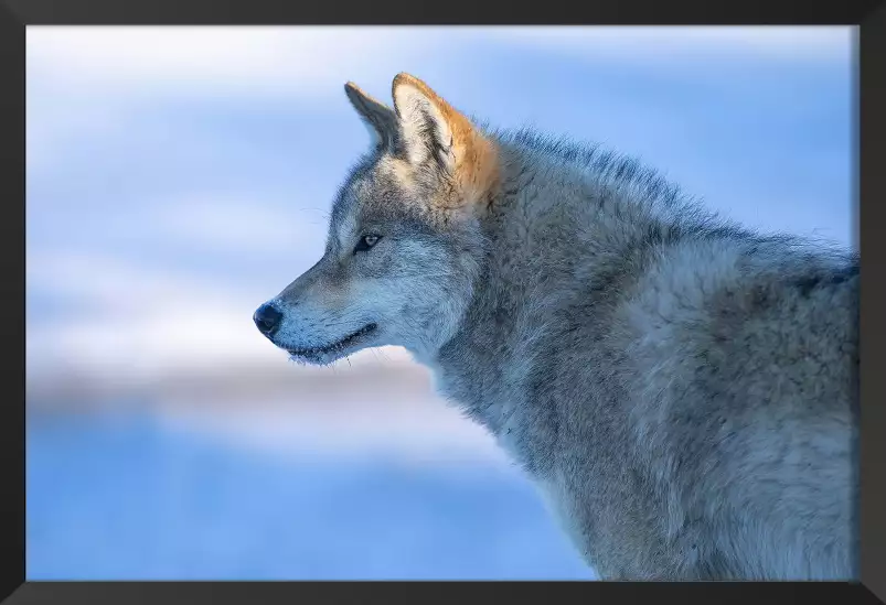 Vigilance - affiche loup