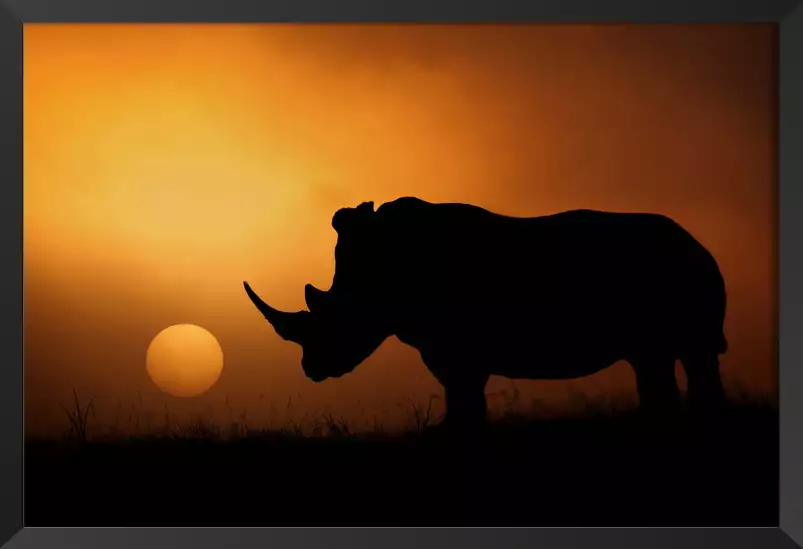 Rhino Sunrise - photos animale