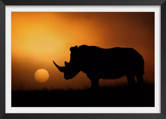 Rhino Sunrise - photos animale