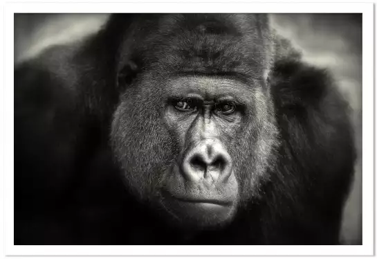 Gorille des montagnes - photos noir et blanc célébrités