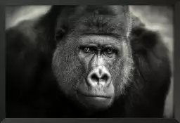 Gorille des montagnes - photos noir et blanc célébrités