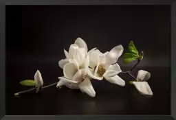 Magnolia - affiche fleurs