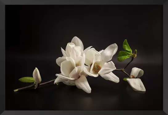 Magnolia - affiche fleurs