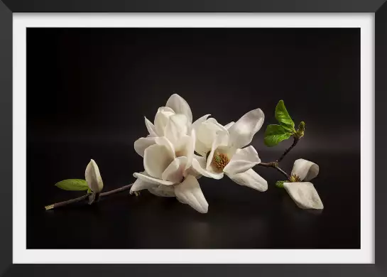 Magnolia - affiche fleurs