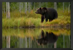 Ours et poissons - affiche animaux