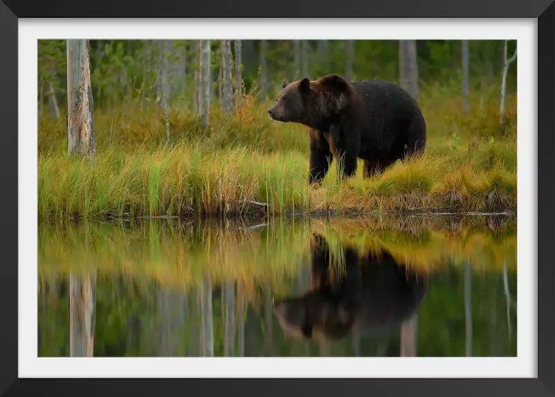 Ours et poissons - affiche animaux