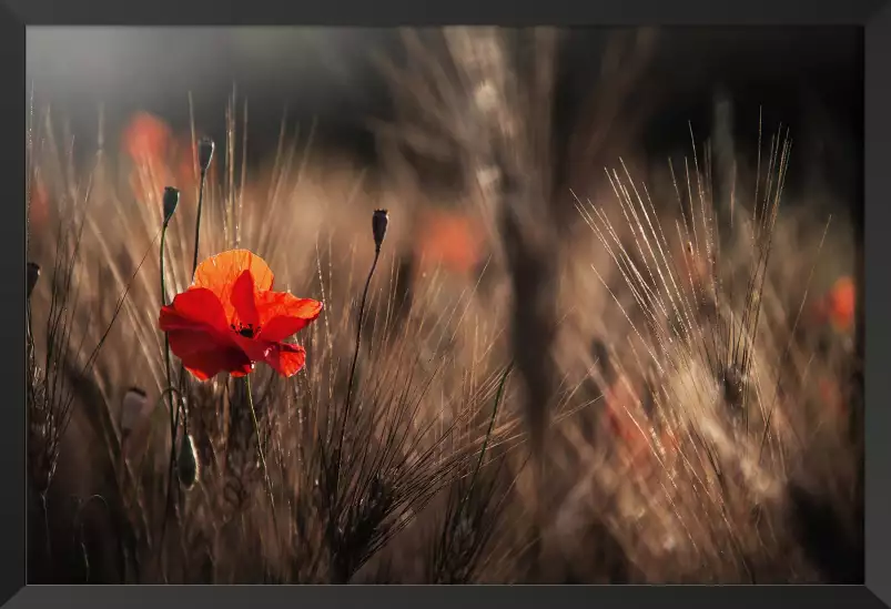 Coquelicot au maïs - affiche de fleurs