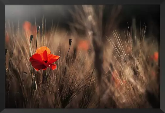 Coquelicot au maïs - affiche de fleurs