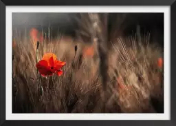 Coquelicot au maïs - affiche de fleurs