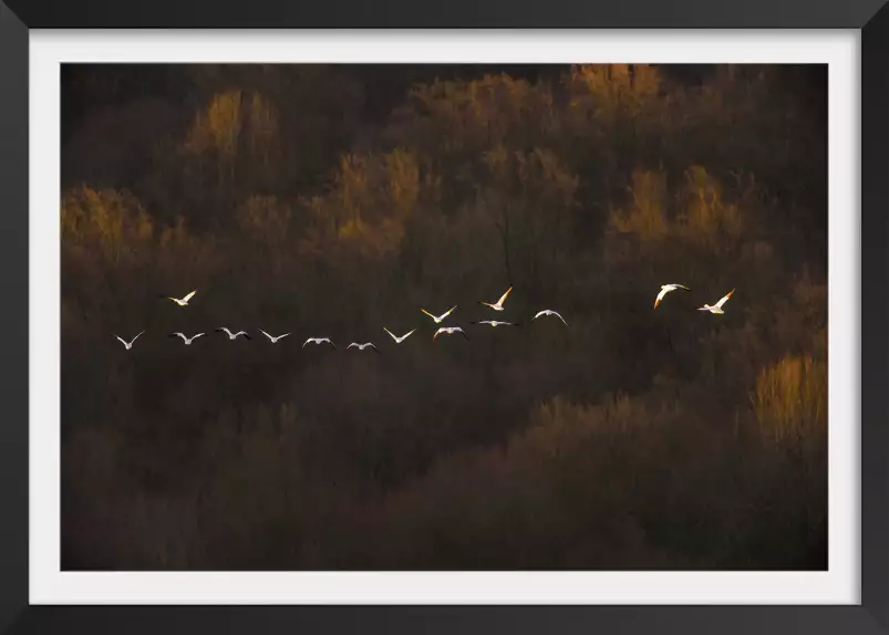 Humeur matinale - affiche nature