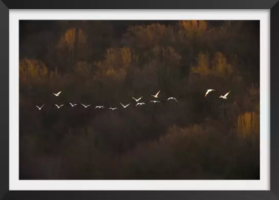 Humeur matinale - affiche nature