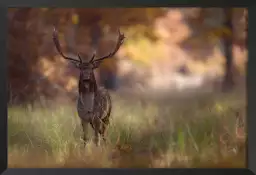 Posant - photo animaux de la foret