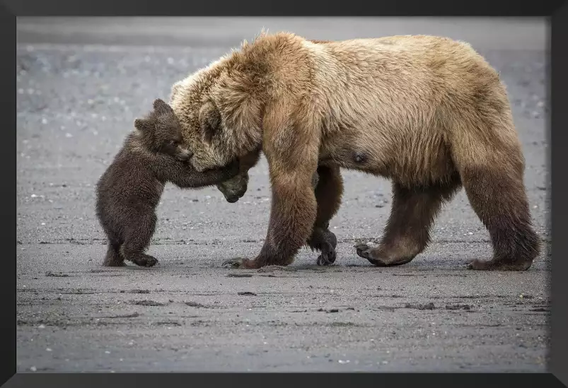 Un petit câlin d'ours - affiche animaux