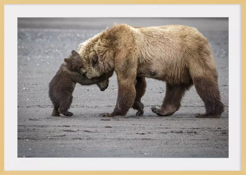 Affiche Ancienne « Nouveauté Câlin Ours » – Dimensions 24 X 36 Pouces, Neuf, Marque Portal Publications