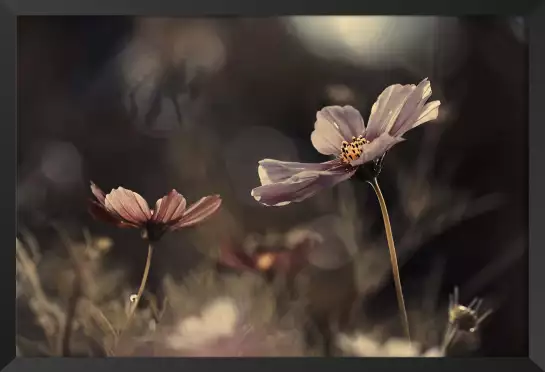 Fleurs de l'innocence - affiche fleurs