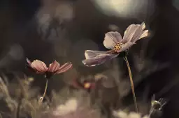 Fleurs de l'innocence - affiche fleurs