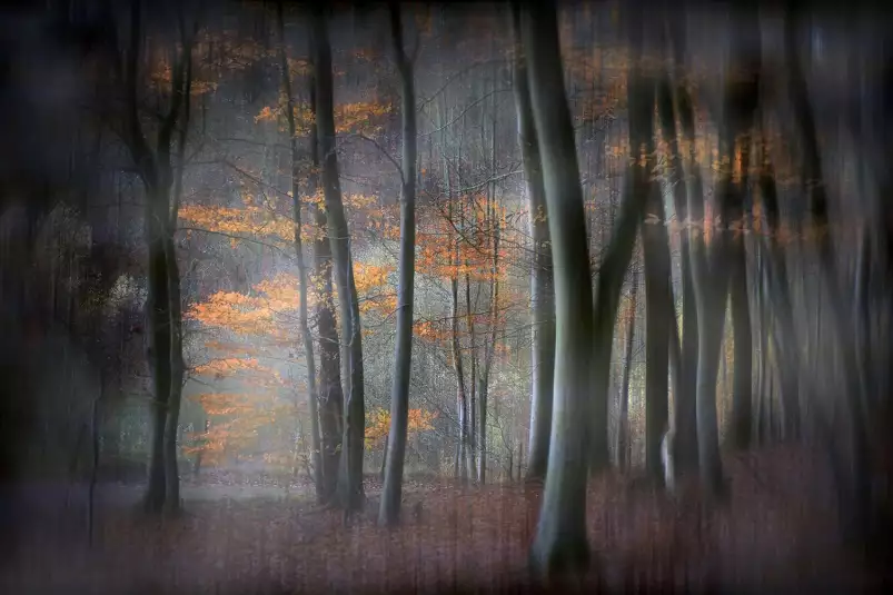 Forêt enchantée - affiche foret