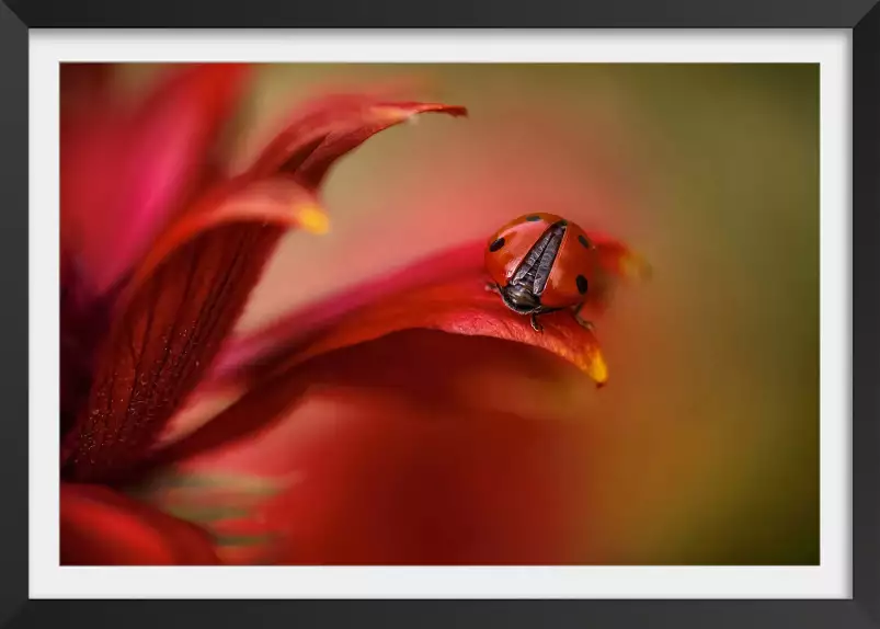 Coccinelle - affiche de fleurs