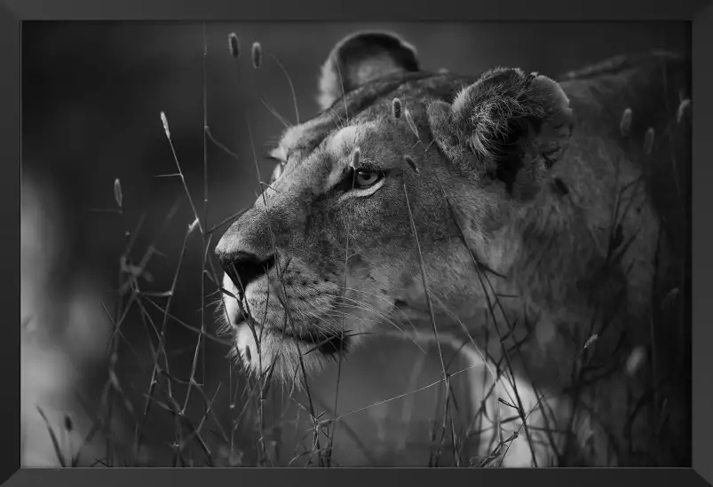 Chasse - photos noir et blanc célébrités