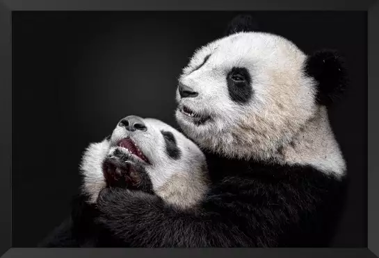 Pandas - affiche animaux
