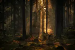 La lumière dans la forêt - affiche foret