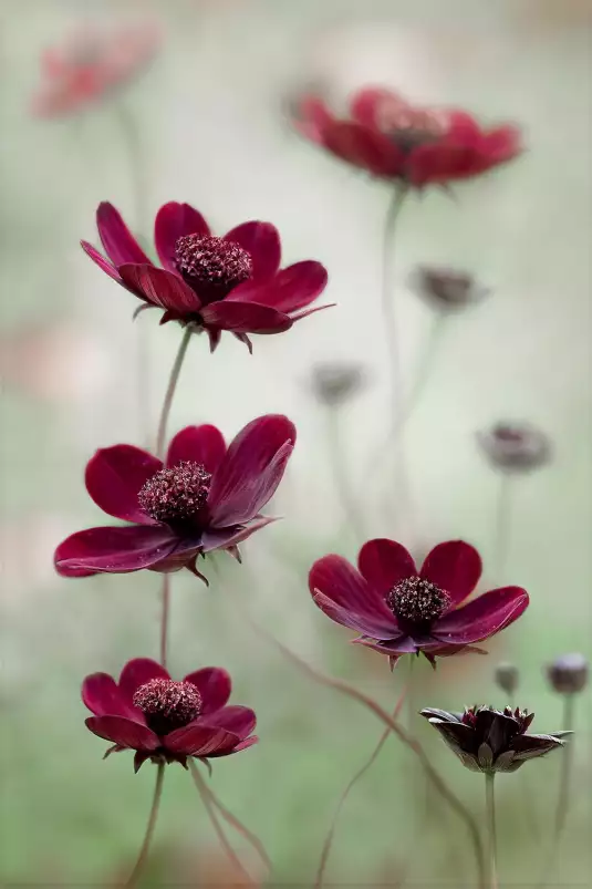 Le balancement du cosmos - affiche de fleurs