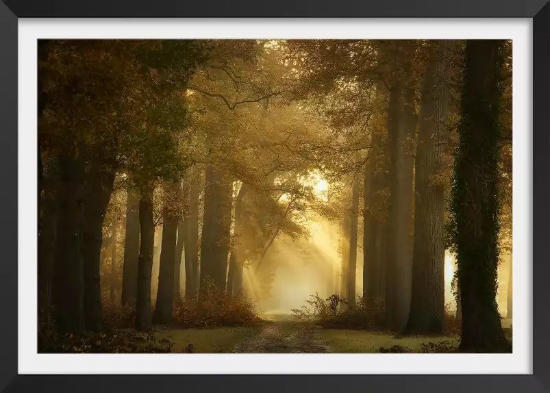 Forêt éternelle - paysage foret