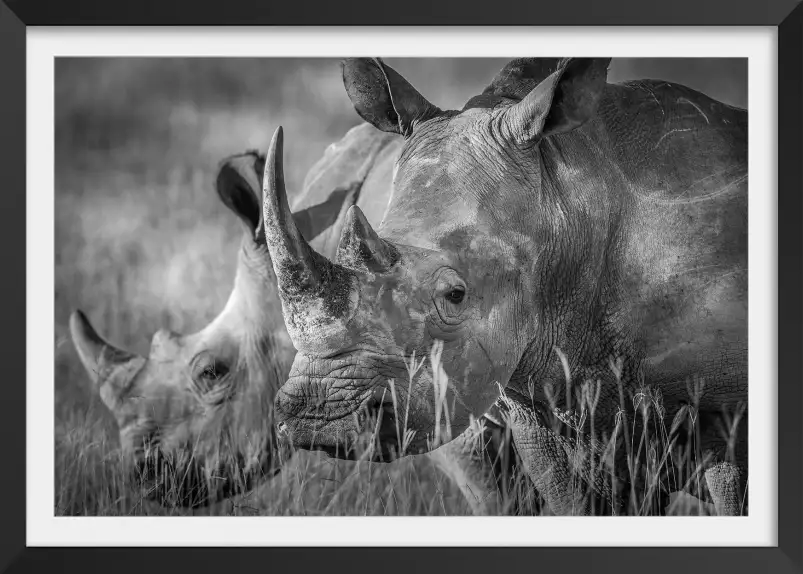 Couple de rhino - cadre noir et blanc animaux