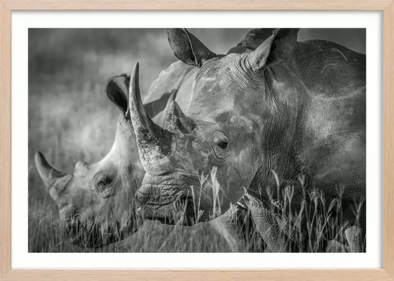 Couple de rhino Poster d animaux HEXOA